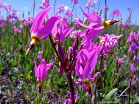 Vibrant fuchsia-colored wildflowers called shooting stars grow in a meadow.