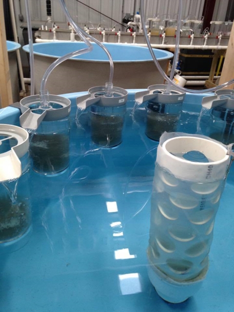 Fry tank system for American shad culture. The fry tank is 4 feet in diameter, and painted a light blue. Hanging on the inside of the tank are 5 separate 2-litre Macdonald jars. Each jar has incoming water delivered via medical grade tubing. Each jar contains about 50,000 developing shad eggs.