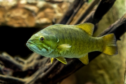 A greenish fish with a white belly swimming near some woody debris.
