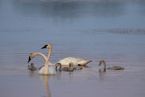A trumpeter swan pair with five cygnets.