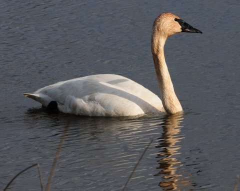 Trumpter swan at Seney National Wildlife Refuge.