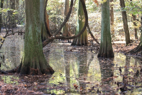 A bald cypress swamp in fall.