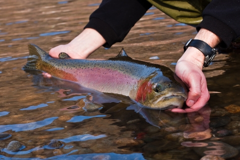 A fish with reddish coloring along its side and dark spots being held with two hands halfway out of the water. 