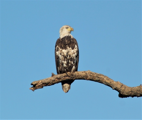 sub-adult bald eagle with almost a entirely white head and white patchy chest perched on a dead branch with clear blue sky behind