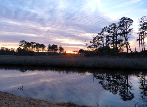 A saltmarsh with open water in the foreground, pines and grass in the distance and a background sunset sky of purple, pink and blue