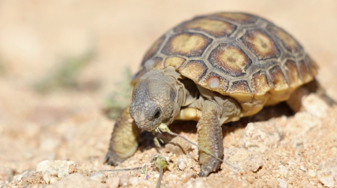Photo of brown and yellow juvenile tortoise eating a green plant.