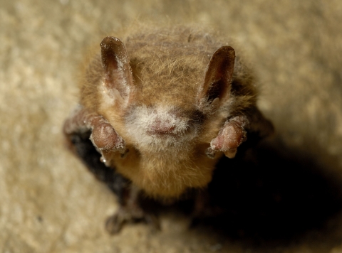 Tricolored bat with visible symptoms of white-nose syndrome