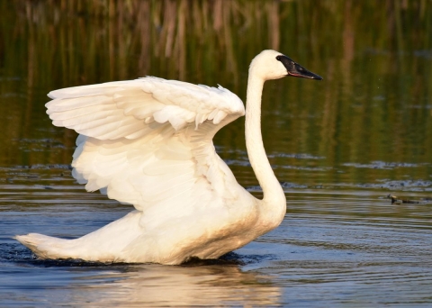 A large white trumpeter swan folds its giant wings and swims at Seedskadee National Wildlife Refuge in Wyoming.