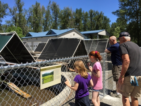 Two girls, their father, and an older hatchery volunteer look through a chain link fence at old fish ponds now used for housing beavers under tent-like shelters.