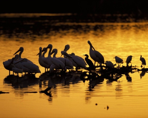 Wading birds are backlit on golden water at sunset at J.N. "Ding" Darling National Wildlife Refuge in Florida.