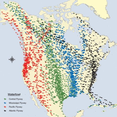 A map shows the four primary north-south migratory bird flyways in North America.