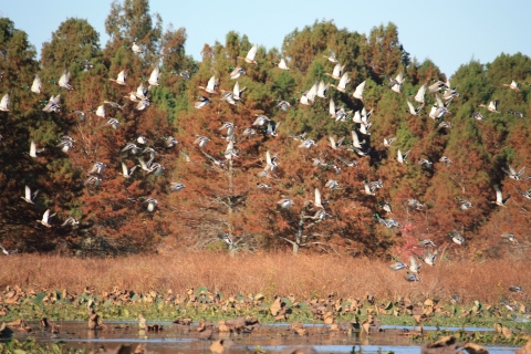 An image of ducks flying in front of trees in fall foliage. 
