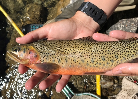 A fish held with two hands with a reddish colored belly and spots along its body
