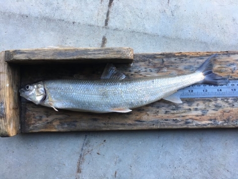 Adult Round whitefish mortality placed on wooden board with silver ruler, used to measure length. This fish measures 14 inches at the fork of the tail. 
