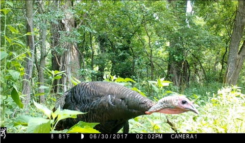 A wild turkey is photographed by a motion-activated trailcam at DeSoto National Wildlife Refuge.