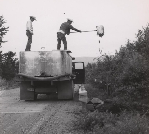 Black and white photo from 1959 shows two men in cowboy hats atop a rectangular tanker truck, dumping fish with a long-handled net into a stream beside the road.