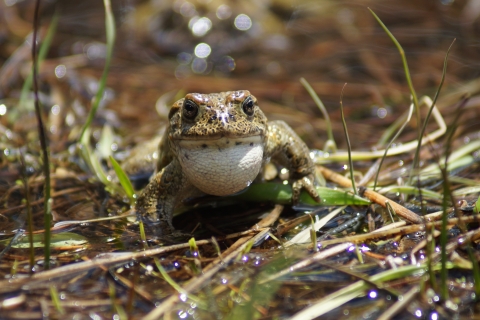 An olive green toad rests on the grassy edge of a Sierra Nevada pond