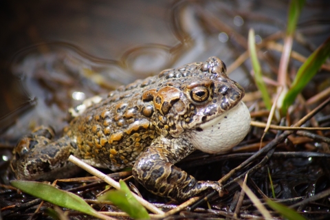 a wart-covered olive green toad can be seen croaking at the edge of a pond