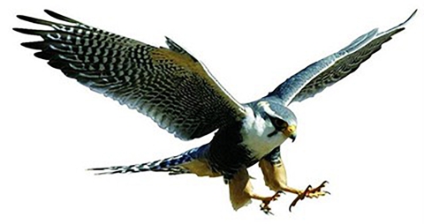 Falcon with talons extended in flight. 