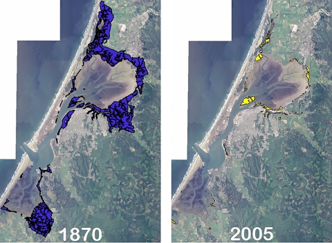 Comparison of salt marsh coverage from 1870 to 2005. left (1870) shows a lot of marsh cover. right (2005) shows very little marsh coverage