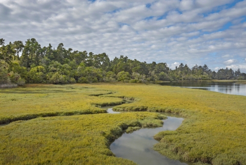 Landscape shot of a green marsh with trees in the background under a cloudy blue sky.