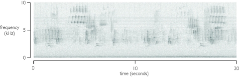 Image of a spectogram with measurements of bird song frequencies