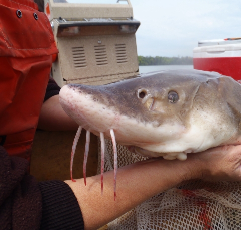 A biologist holding the head of a sturgeon to show its four large barbels