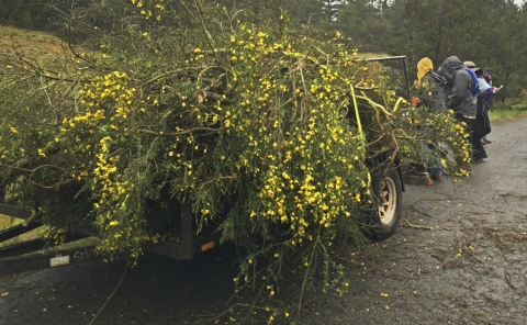 a trailer full of a yellow blooming plant