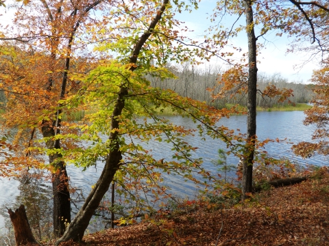 Fall foliage along river