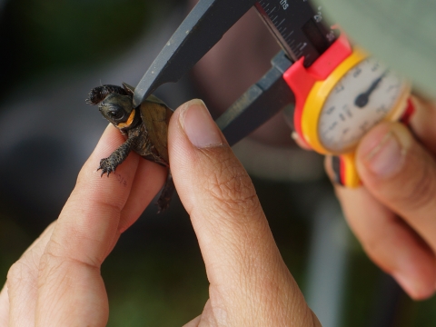 A young bog turtle is held in one hand while the other hand is holding calipers being used to measure the turtle's shell