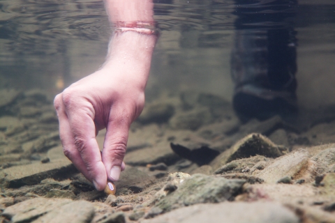 Hand placing a tagged golden riffleshell freshwater mussel into the bottom of a river.