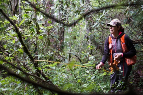 Biologist stands in a dense forest holding one end of an extended tape measure