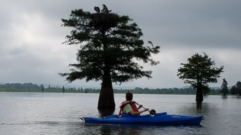 A person on a kayak in a cypress lake.