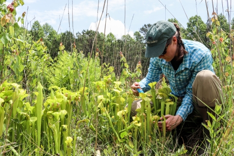 Biologist stands beside a clump of green pitcher plants with a counter in one hand
