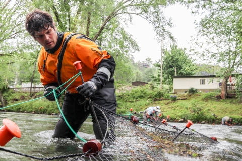 Biologist standing in a river using a rope to help anchor a net spanning the river
