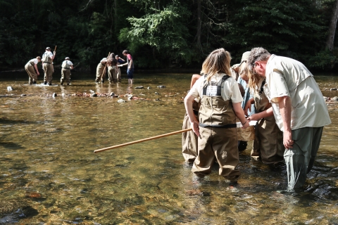Three groups of people standing in a river, each group with a net