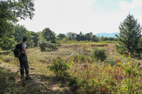 Biologist standing on the edge of a field, looking out over the field