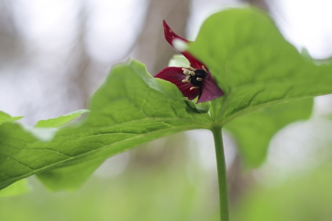 Red flower visible among green leaves
