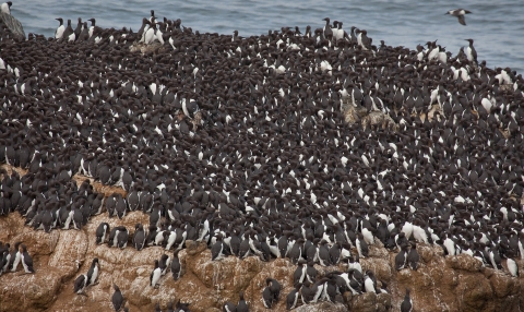 Seabirds covering a rock in the ocean.