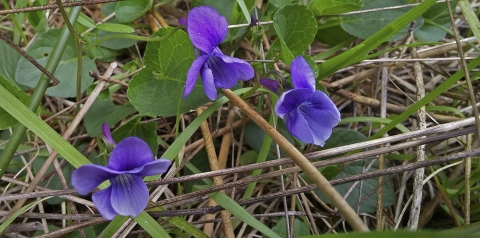 three purple flowers