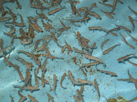 Many small fish swimming against a blue background