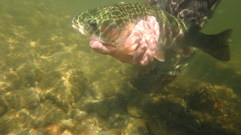 A hand holds a fish under the water. 