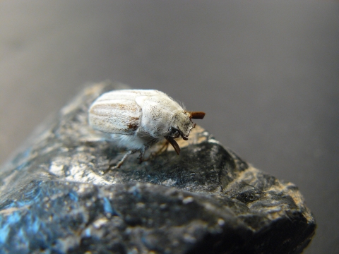 A white and brown beetle sits on a rock.