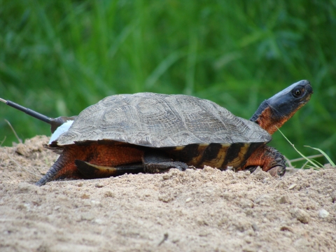a turtle in the sand with an antennae sticking out behind its shell