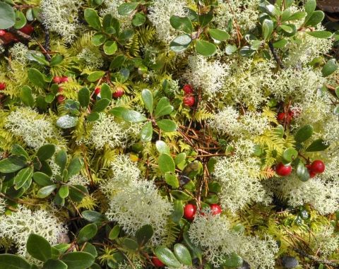 a close up of a green plant with red berries.
