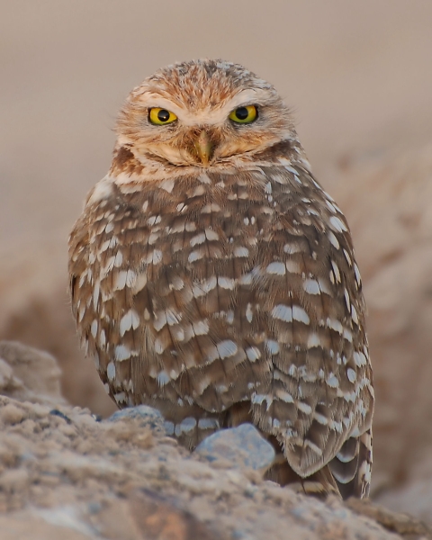 A brown and white owl with folded wings sits facing the camera.