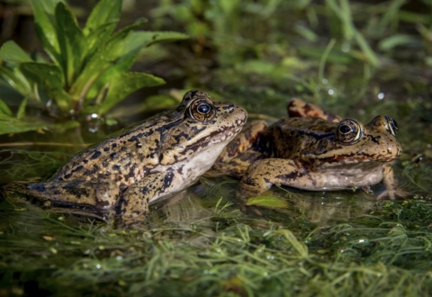 Two frogs rest in water.