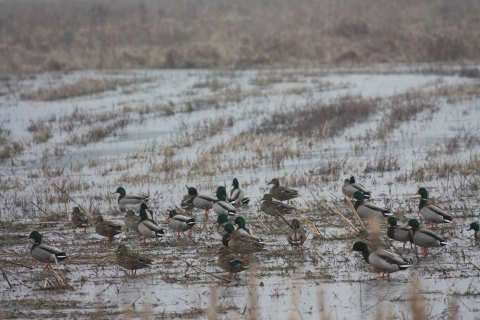 Mallard ducks in a wetland with vegetation.