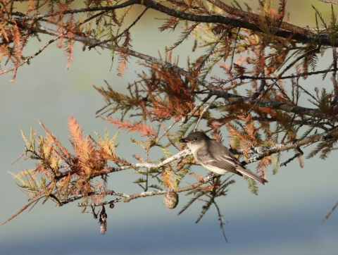 A bird eating a bug while perched in a tree.