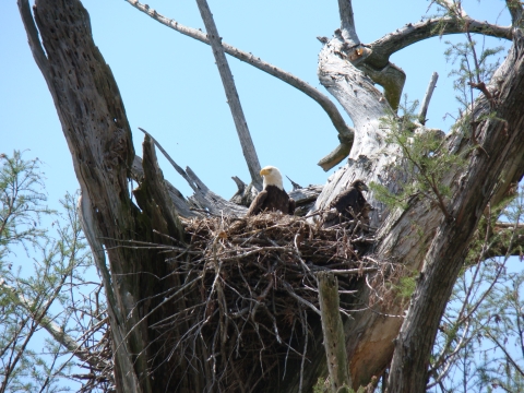 A bald eagle sitting in a nest.